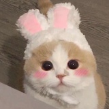 yutianqi🍧