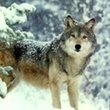 Wolfski
