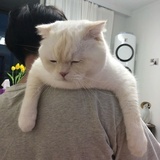 六六