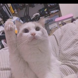 奔跑的野鸽