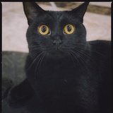 咪猪