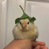 妙眼