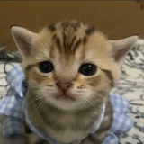 小老虎