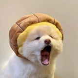 小小怪
