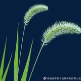 喜马拉雅的风