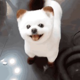 可爱小狗勾🐶