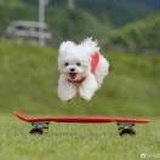 全部省略