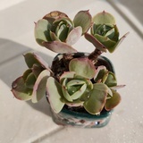 qiuxi531