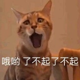 冯宝宝