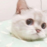 ･◡･
