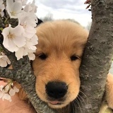 鹅鹅鹅