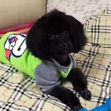蓝色丝巾ZZ