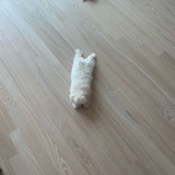 嘻嘻