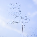RYX