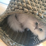 小猪乖乖