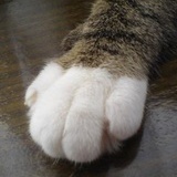 咪咪渣渣