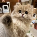 咖喱面包鸡
