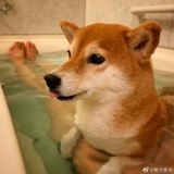 北冥有鱼