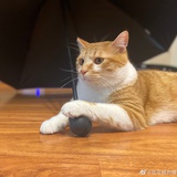 犬来叭荒