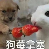 SKZ-全圆佑