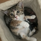 西瓜