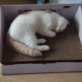 米修米修
