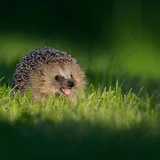来自山海🦔