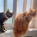 橘子是只猫🍊
