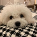 皮皮黄