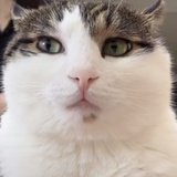 咬人抓抓是只猫