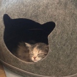 鱿鱼锦锦