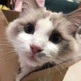 小羊
