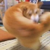 棠梨