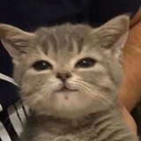 蒹葭
