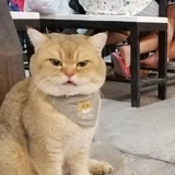 猪肥鱼