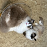 肆拾是肆拾