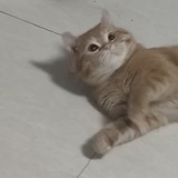 小白已微醺