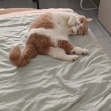 吕思朔
