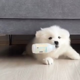 吃你家的瓜