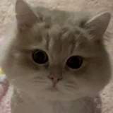 CKG48-葵葵