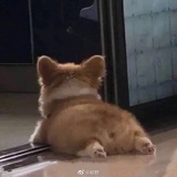 罗桔