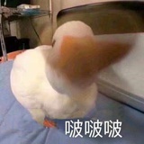 女明星（磕啦中