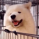 舟舟舟舟酱
