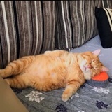 大橘为重的猫