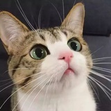 吸猫族