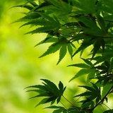 心如止水