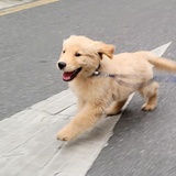 牧羊犬梦想举铁