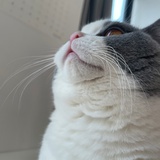 年糕喝酸奶
