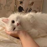 读书的小鱼