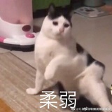 肖倾宇